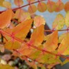 山椒の紅葉