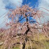 【京都】宇治、『三室戸寺』「しだれ梅園」