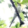 日本2024年7月8日　文殊山のサンショウクイなど