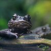 ナガレヒキガエル Bufo torrenticola