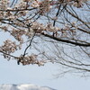 「ソメイヨシノ」が、三分咲きです。
