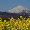 二宮・吾妻山公園の菜の花！