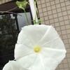 ギリギリに咲く朝顔よ急いでね
