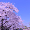 富士山と桜を求めて（1）ゆい桜えび館と岩本山公園で至福の時