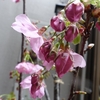 ベランダの鉢植「陽光桜」