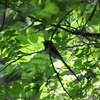 サンコウチョウ