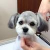 犬 自宅 トリミング 方法