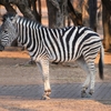 【ニューヨーク生活術】入場無料＄0　ブロンクス動物園は大人も楽しい！世界4位の大きさ