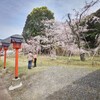 満開近い桜の木の下での草刈作業…。お花見をしながら、