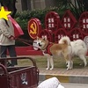 中国開封市の犬達はとても可愛いぞ～(≧▽≦)♪でも、中国は狂犬病発生地域のため油断は大敵です