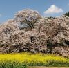 【印西】吉高の大桜　最寄り駅より徒歩で行ってみました