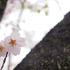 桜雨