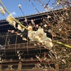 下京区・興正寺の梅を観て、サックリどら焼きをいただく昼下がり