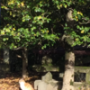 溝旗神社のネコ