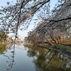 大宮公園　2026年3月