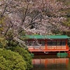 神泉苑の観月会2019。雨天決行。