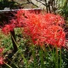 小石川後楽園の曼珠沙華と案山子