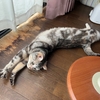 猫、蒸し暑いのが苦手