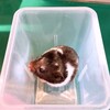 くろごまあん335日目