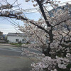 八代では桜が満開