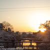 疎水の桜