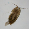 命綱一本で生活する寄生虫カリグス カイアシ類 Coccoli Log