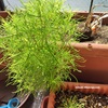 【育ててはいけない植物？】コキアが勝手に生えて大きく育っていた！（流れ種？こぼれ種で育ちました）