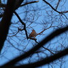 大阪城野鳥探鳥 2015/02/21 6:30-12:10