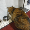 みんな煮干し生けてる？