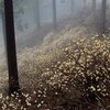 ミツマタ撮影～雨の日に～