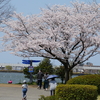 木場潟公園「千本桜通り」