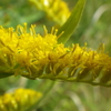 【植物の花の写真】セイタカアワダチソウ；キク科  Solidago canadensis var. scabra；Asteraceae  2018年11月04日（日）鹿児島市自宅近所の山