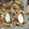 トウブドロガメの卵、近況報告。