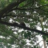 【お散歩記録】Perdana Botanical Garden