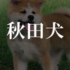 秋田犬とは？　『秋田犬』を読んで