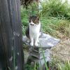 さらば、スズメバチ