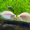 カワスイ（川崎水族館）へ行く