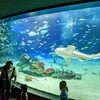 🦈サンシャイン水族館🐠