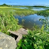 ベンセ沼（青森県つがる）