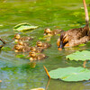 公園のカルガモ