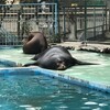 天王寺動物園と海遊館をハシゴしてきました