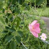 薔薇ふぜゐ
