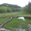 初夏のたきがしら湿原