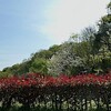 春の日の光り輝く @ 平和公園 里山