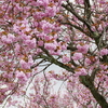 八重桜が満開に～！