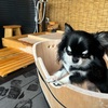 Solana軽井沢別邸で贅沢なひとときを満喫する犬旅！！犬と泊まれる素敵なお宿！！