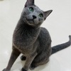 推し猫ができた