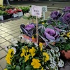 「野尻の里」は季節のお花がいっぱいです
