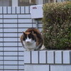 霞ヶ関の猫