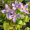 育っている挿し芽たち